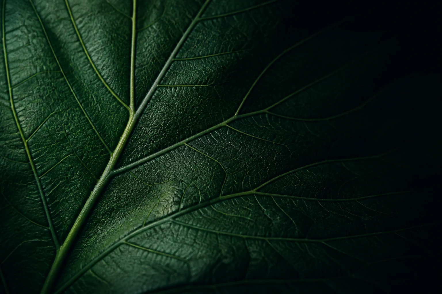 Réseau de nervures sur une feuille vert sombre