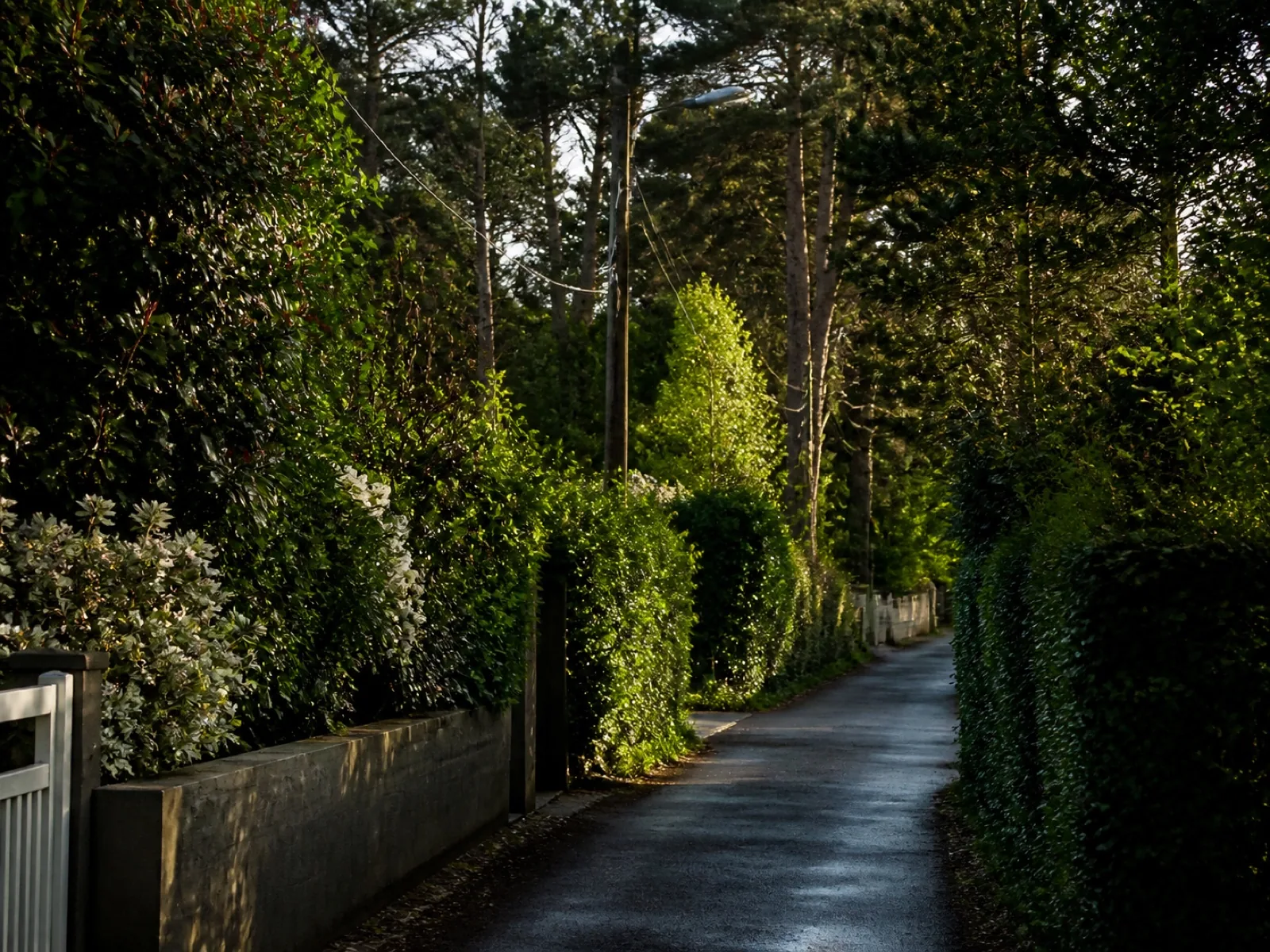Entretien régulier de jardin à Cesson-Sévigné.
