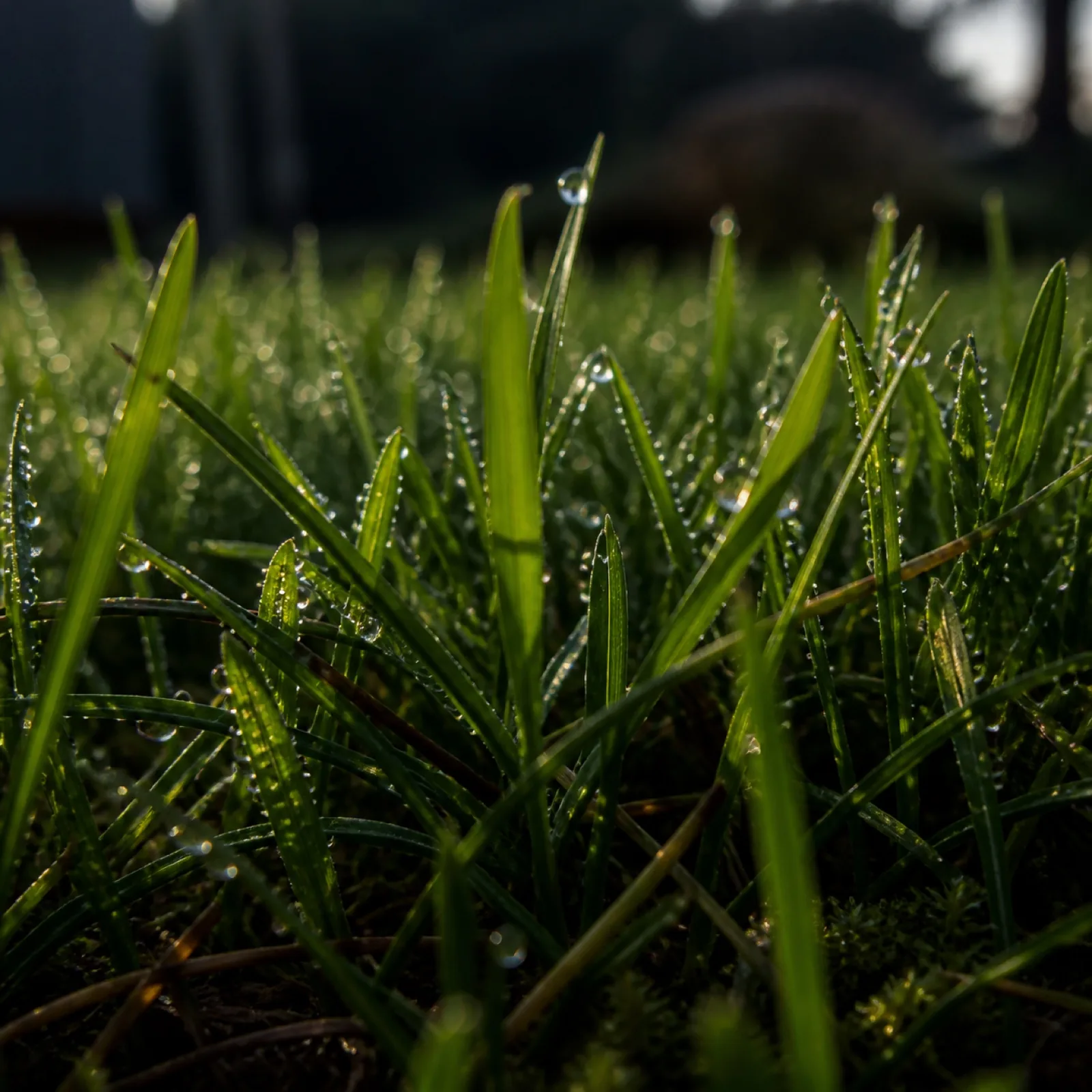 Herbe humide cadrée de près