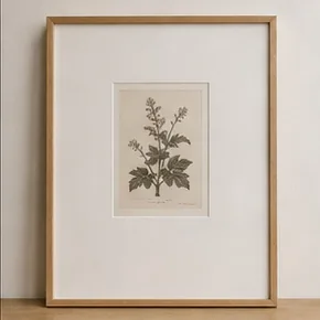 Gravure botanique avec passe-partout étroit