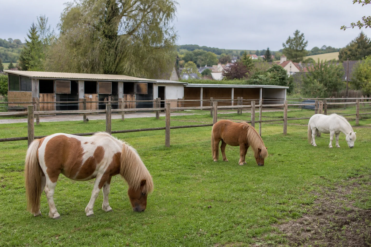 Trois poneys dans les paddocks du club