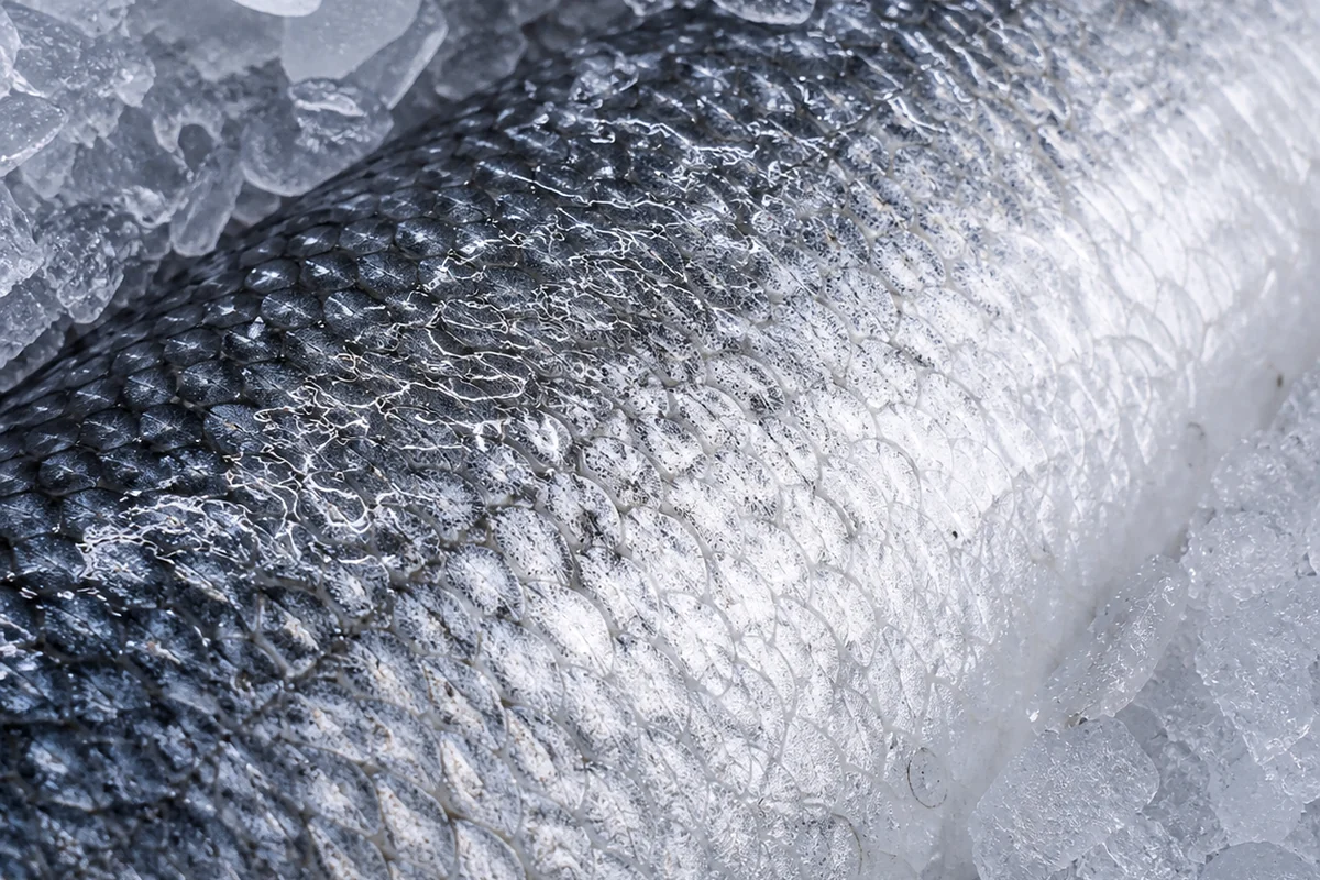 Détail argenté des écailles d'un poisson frais