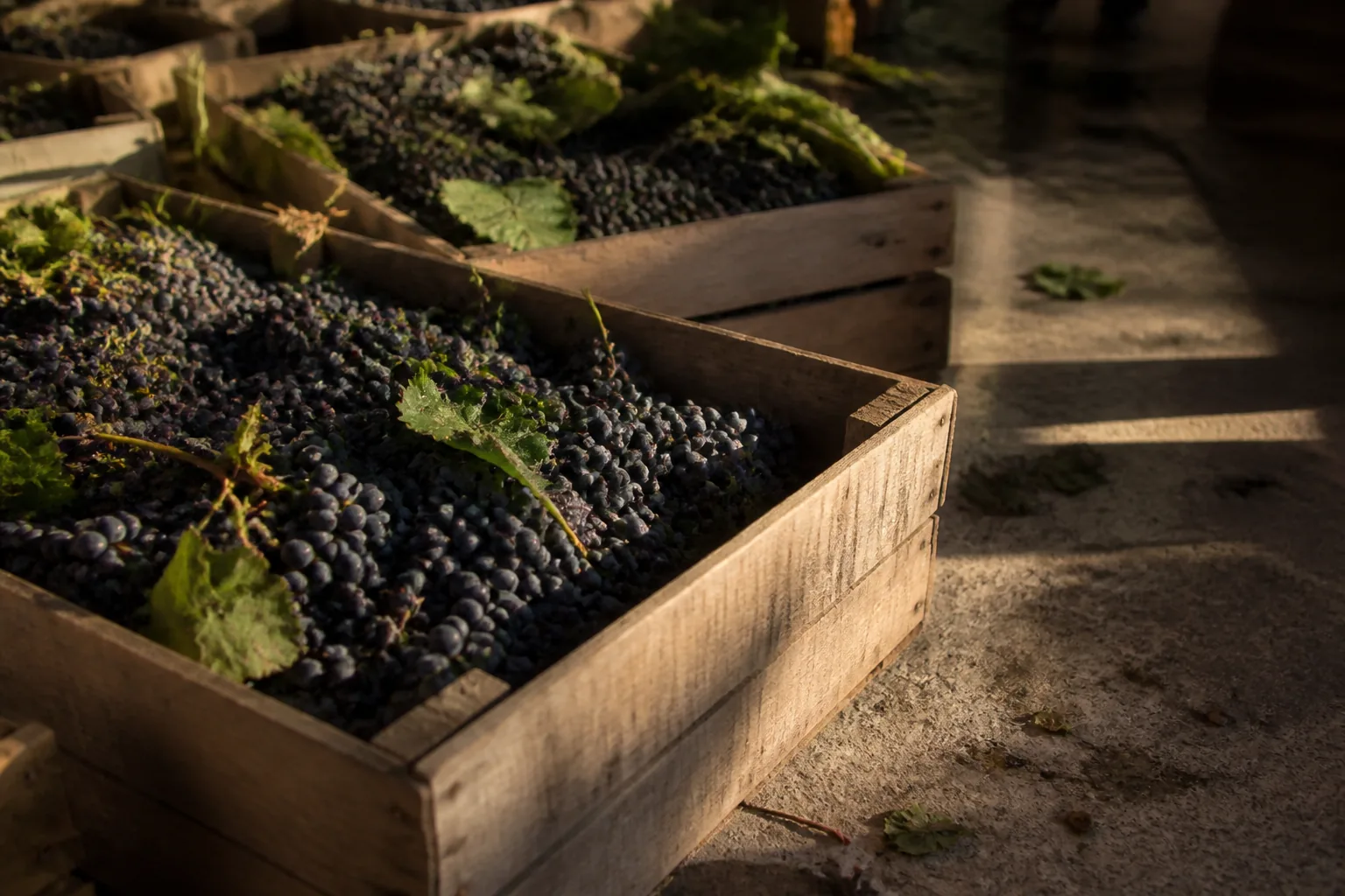 Raisins fraîchement vendangés dans une cagette