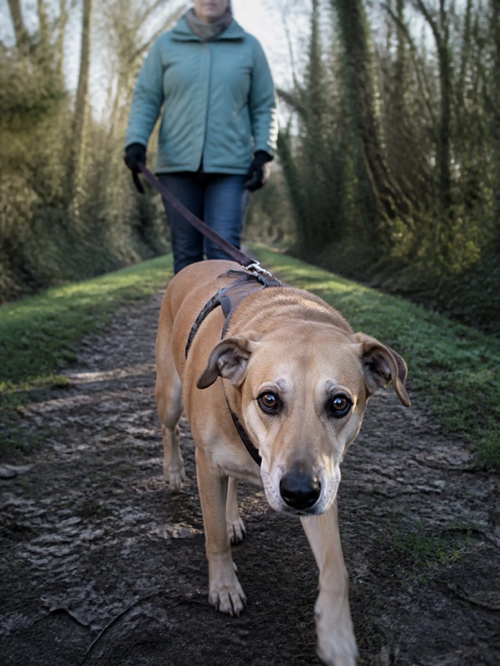 Promenade d’un chien en laisse détendue
